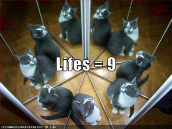 cat-nine-lives.jpg